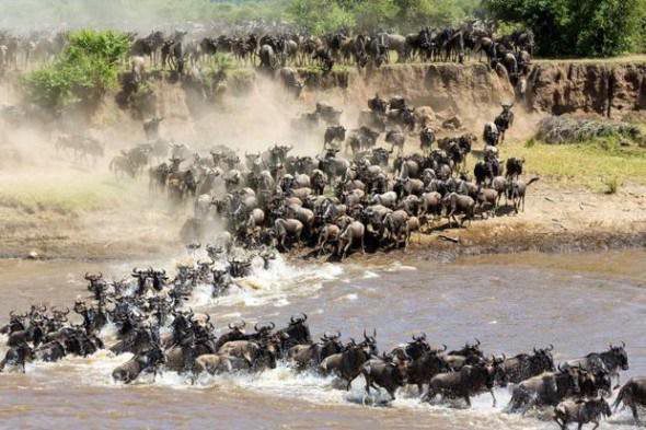 wildebeest migration periscope