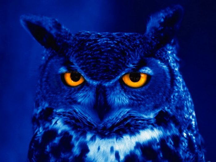 Night owl data