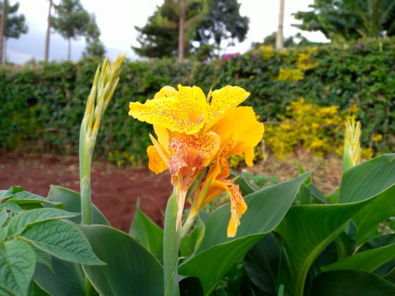 TECNO Spark 5 photo bokeh