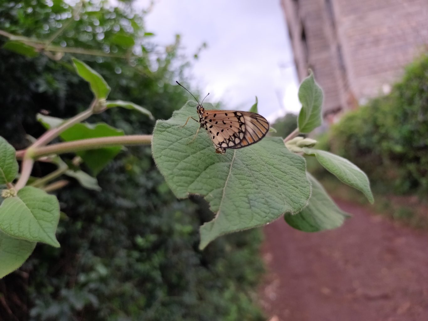 OPPO A92 shot 7