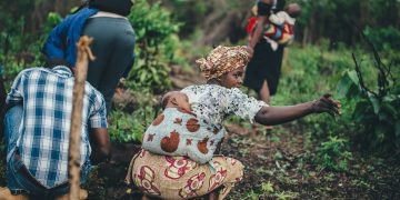 Digital loans and banks main source of credit for farmers