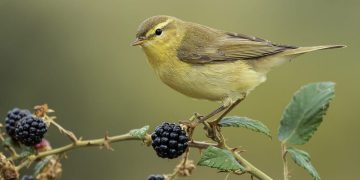 What Is Canary Release in Software Development