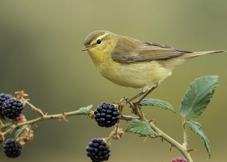 What Is Canary Release in Software Development