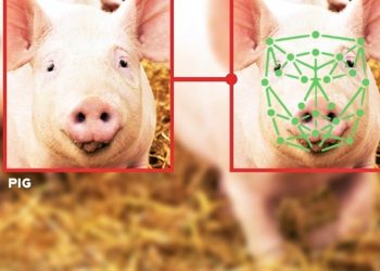 AI decoding animal