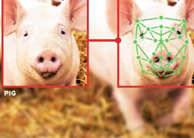AI decoding animal